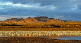 Snow and Rosss Geese gathering for blast off just after dawn, Bosque del Apache National Wildlife Refuge, NM