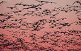 Geese heading out to eat at dawn, Bosque del Apache National Wildlife Refuge, NM