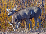 Mule Deer, Bosque del Apache National Wildlife Refuge, NM