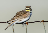 Horned Lark, Prescott Valley, AZ