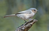 Bush Tit, Mingus Mountain, AZ