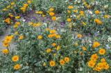 Desert Sunflowers, Anza Borrego Desert State Park, CA