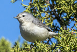 Lucy's Warbler, Coconino County, AZ
