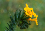 Fiddleneck, Antelope Valley, CA