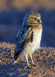 Burrowing Owl chick, Zanjero Park, Gilbert, AZ