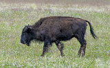 Young buffalo, North Rim Meadow, Grand Canyon National Park, AZ