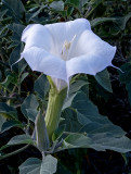 Sacred Datura, Zion National Park, UT