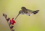 Rufous Hummingbird and Salvia Greggii, Sedona, AZ