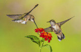 Broadtail Hummingbird (left) and Caliope Hummingbird (right), Sedona,AZ