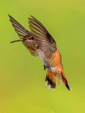 Rufous Hummingbird, Sedona, AZ