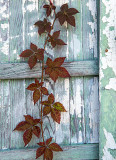 Virginia Creeper vine in a retired boat, Cape Porpoise, ME