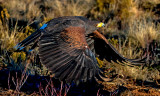 Harris Hawk