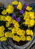 Golden Suncups and Phacelia near Furnace Creek, Death Valley National Park, CA