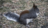 Aberts Squirrel