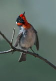 Red-faced Warbler, Mingus Mountain, Yavapai County, AZ