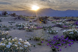 Sunset, Anza Borrego Desert State Park, CA