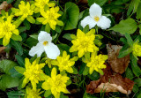 Large Flowered Trillium among yellow flowers near Baileys Harbor, WI