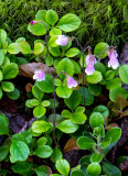 Twinflowers, Ridges Sanctuary, Door County, WI