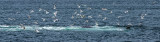 Gulls feeding on herring after bubble netting by Humpback Whales  brings them to the surface near Juneau, AK