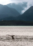 Humpback Whale near Juneau, AK