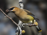 Cedar Waxwing, Cottonwood, AZ