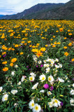  Desert Sunflowers & Primroses, Anza Borrego S. P., CA