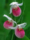 (O1) Showy Ladys-slipper, Ridges Sanctury, Door County, WI