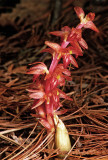 (O16) Striped Coralroot, Ridges Sanctuary, Door County, WI