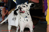 DSC_6333Daloween 2013_8.JPG