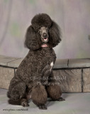 Poodles - Andy and Bella Rose....................................................