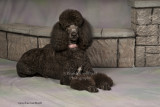 0280 Bella Rose laying.jpg
