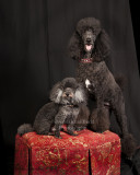 0409 Andy Bella Rose Red Ottoman.jpg