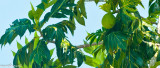 CLM_1117.jpg - Breadfruit (Breshe)