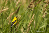American Goldfinch in grasses