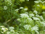Song Sparrow and poison hemlock stand at BESP