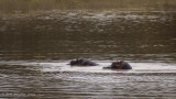 2 Hippos P2276447.jpg