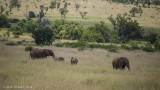 Elephant adults and young P2276508.jpg