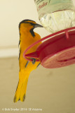 Bullocks Oriole at sugar water feeder 