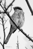 Loggerhead Shrike 