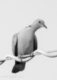 Eur Collared-Dove