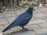 American Crow with peanut in mouth (Olympus 40-150mm f2.8)