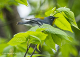 Northern Parula 