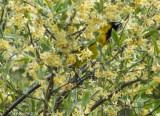 Orchard Oriole 1st yr male seeking nectar