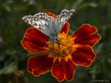 Common Checkered skipper 