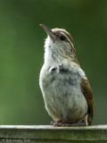 Carolina Wren fledgling checking out photographer