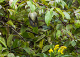 Ruby-crowned Kinglet taking insects while in mid-hover III