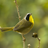 Mr. Common Yellowthroat