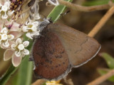 Brown Elfin