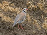 Chukar