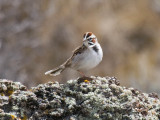 Lark Sparrow